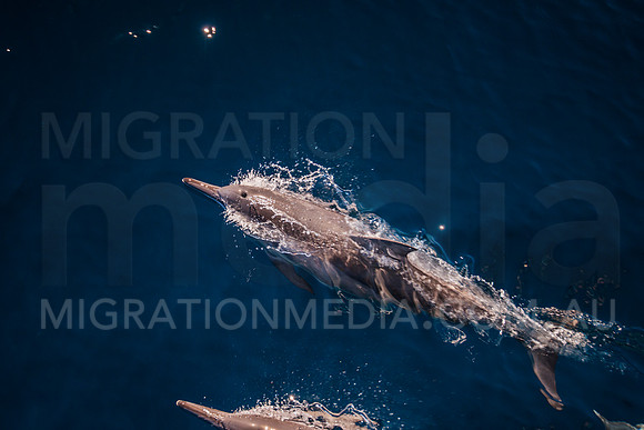 Spinner Dolphins (16)