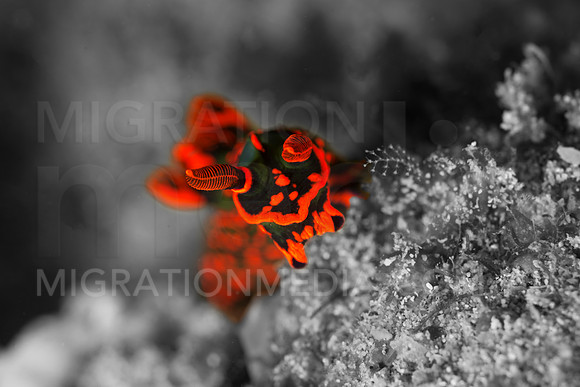 Illuminous Nudi Pop