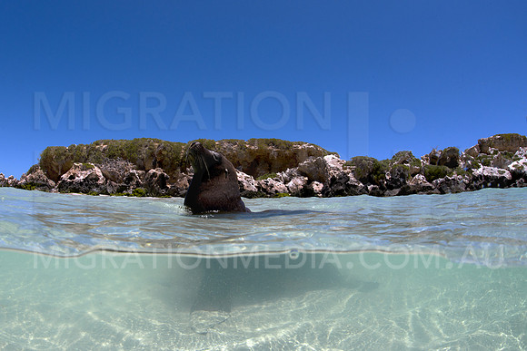 Australia Sea Lion