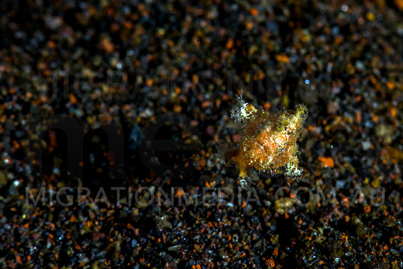 Tiny Juvenile Frogfish (2)