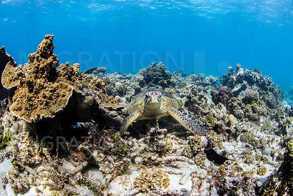 Green Turtle Sitting on Reef