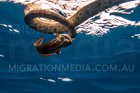 Sea Snake Fish in Mouth