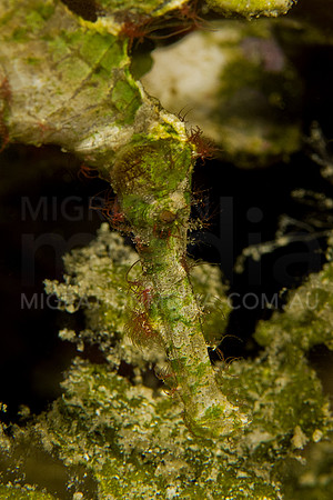 Halimeda Ghost Pipefish Face