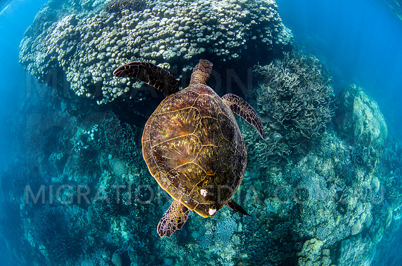 Green Turtle Overview