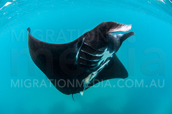 Friendly Black Manta Ray Shallow