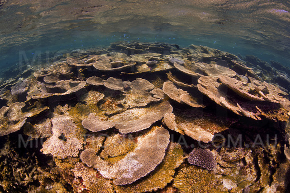 Surface Corals