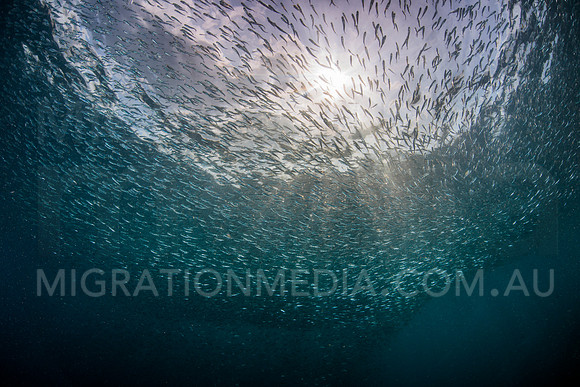 Baitfish Schooling