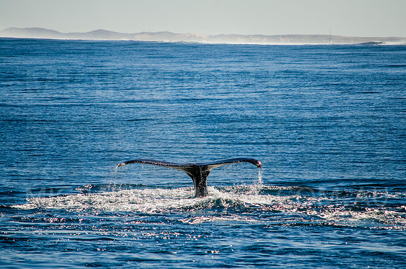 Backlit Humpback Whale Fluke