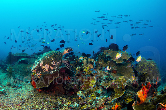 Hawksbill Turtle Swimming Over Coral