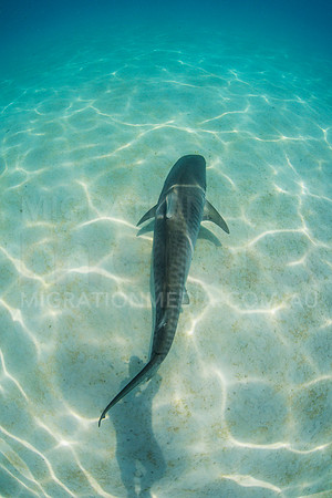 Tiger Shark Below