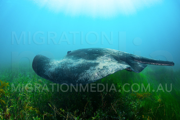 Bull Ray and Sunrays
