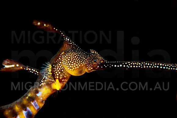 Weedy Sea Dragon Face Black Background