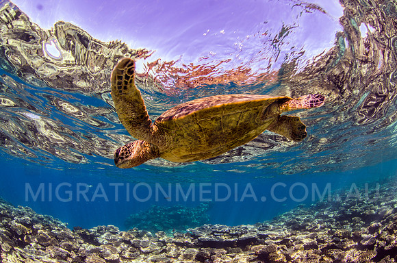 Green Turtle Fly-By