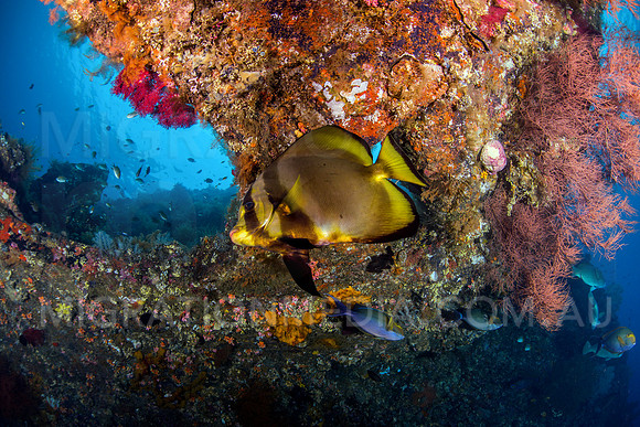 Batfish on Colourful Reef