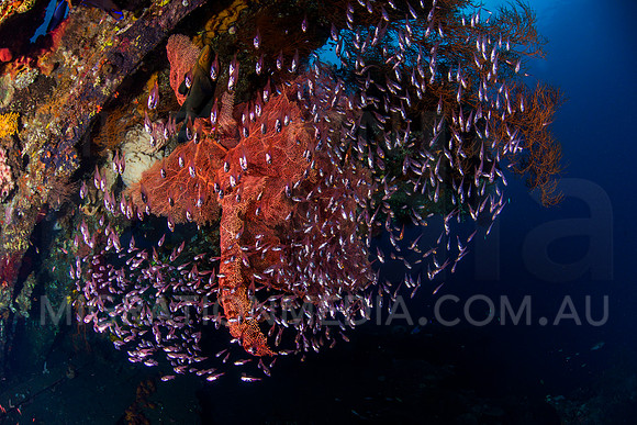 Glassfish Swarming Sea Fan