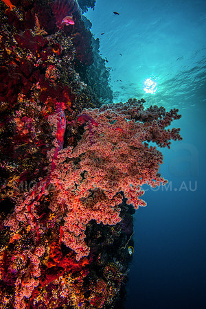 Gorgonian Fan on Shipwreck Wall