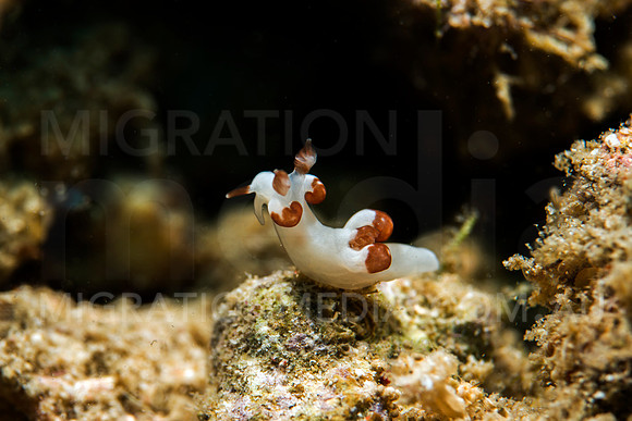 Baby White Nudibranch
