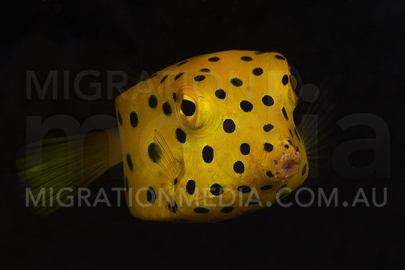 Juv. Boxfish