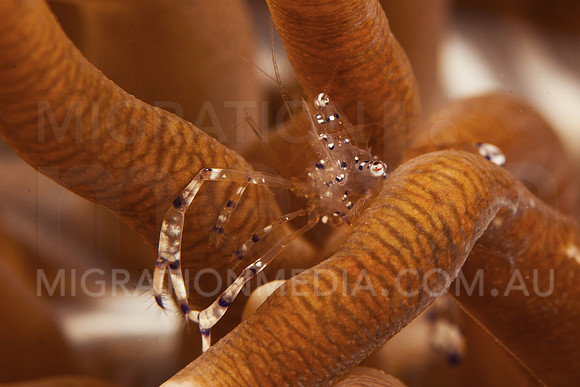 Anemone Shrimp Arms