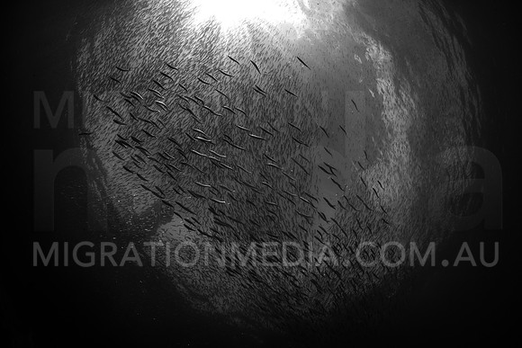 Baitfish Silhouette B&W