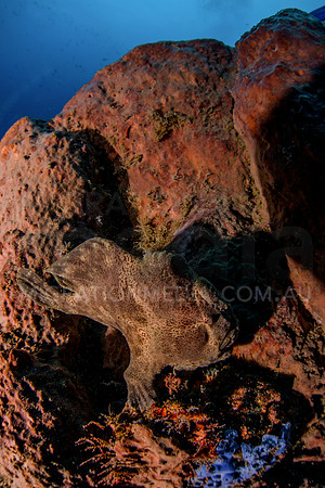 Frogfish on Sponge