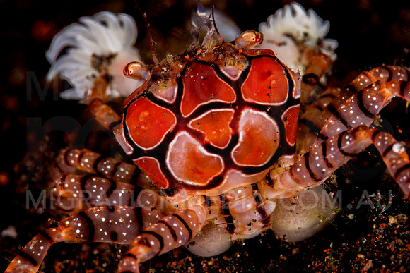 Boxer Crab (4)