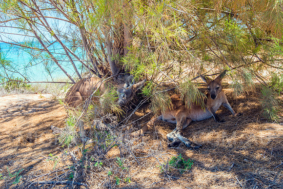Euro Wallaroo Kangaroo Resting under Beach Tree