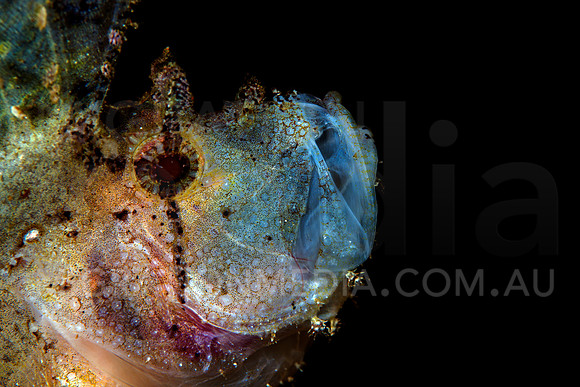 Leaf Scorpionfish Yawning