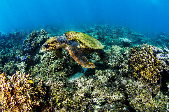 Loggerhead Turtle Searching Reef