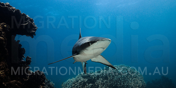 Grey Reef Shark Close-Up