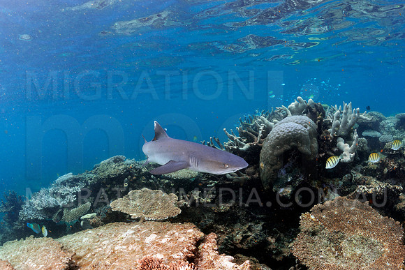 White-Tip Reef Shark
