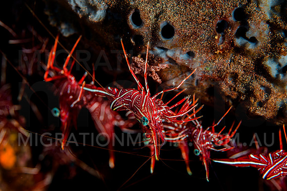 Lotss of Hinge-Back Shrimps