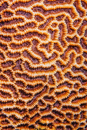 Brain Coral
