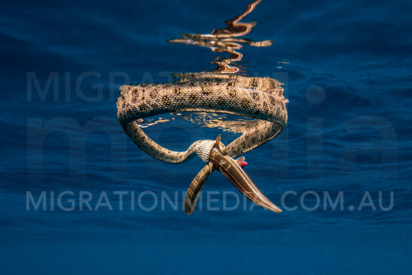 Sea Snake Feeding on Catfish