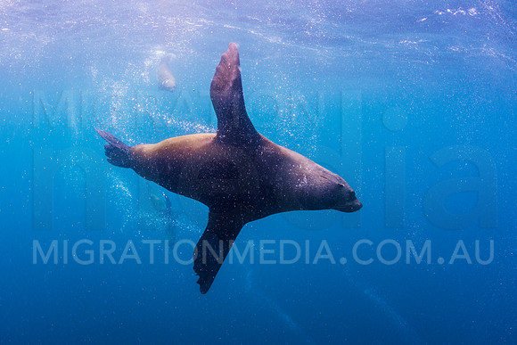 Large New Zealand Fur Seal Bull
