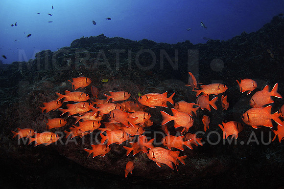 Soldierfish