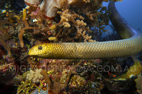 Olive Sea Snake Close