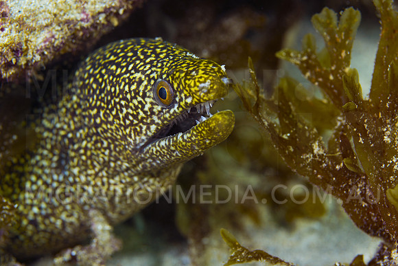 Yellow Moray