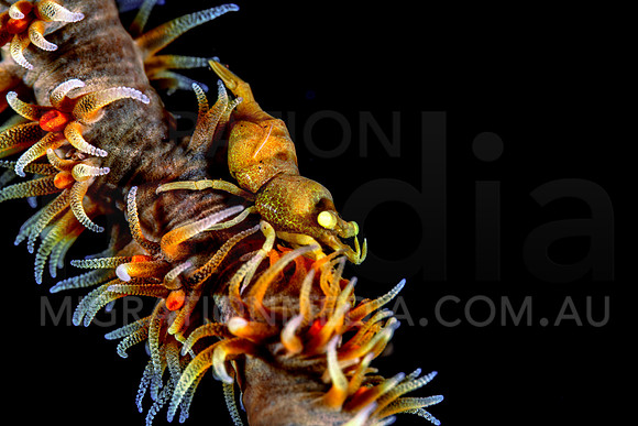 Orange Whip Coral Shrimp