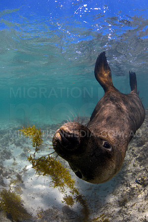 Australian Sea Lion Bull Playing