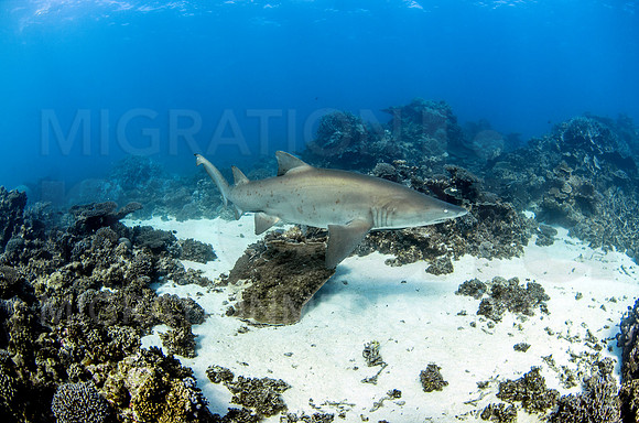 Grey Nurse Shark on Reef