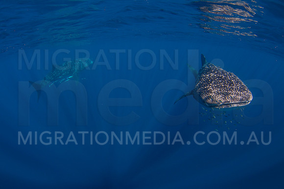 Two Whalesharks Clear Blue