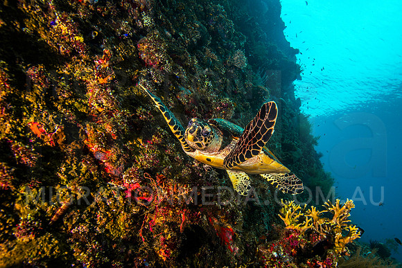 Playful Hawksbill Turtle