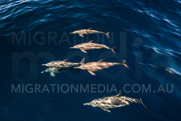 Spinner Dolphins (4)