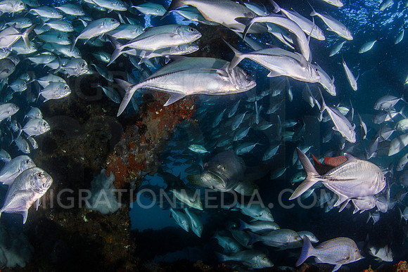 Schooling Jacks around Grouper