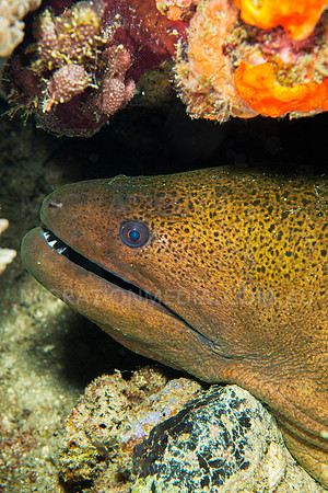 Giant Moray Eel Under Rocks