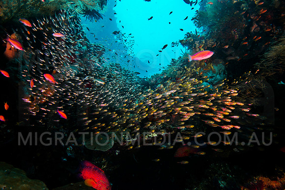 Glass Fish with Coral Trout Hiding in Wreck