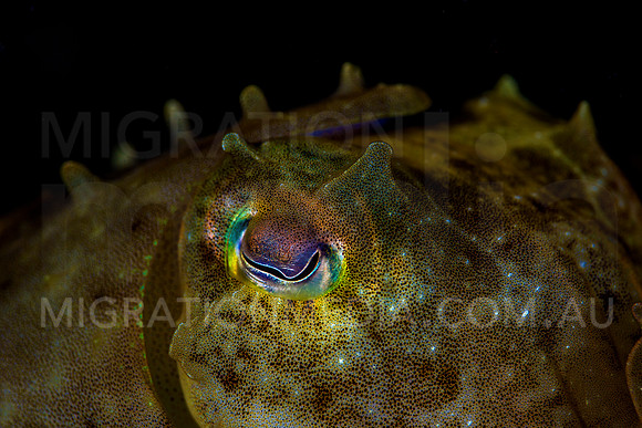 Juvenile Cuttlefish Eye