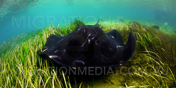 Bull Ray and Weed Shallow
