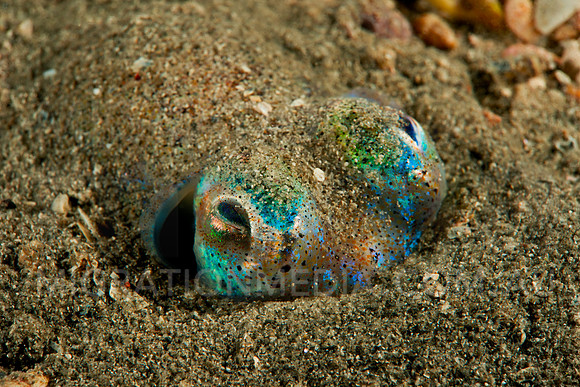 Bobtail Squid